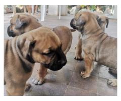 Giant size boerboel puppies for sale - SORRY SOLD