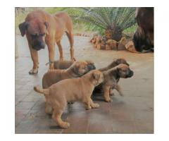 Giant size boerboel puppies for sale - SORRY SOLD