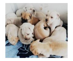 Boerboel puppies for sale in Cape Town (Western Cape) - SORRY SOLD