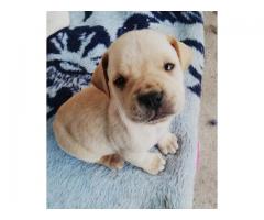 Boerboel puppies for sale in Cape Town (Western Cape) - SORRY SOLD