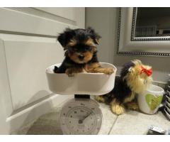 Teacup Yorkie puppies for sale