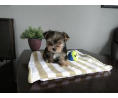 Teacup Yorkie puppies for sale