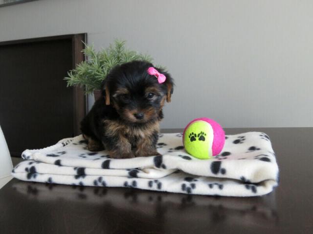 Teacup Yorkie puppies for sale Gauteng PUPPIES FOR SALE