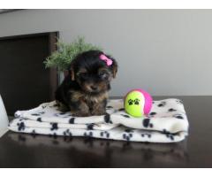 Teacup Yorkie puppies for sale