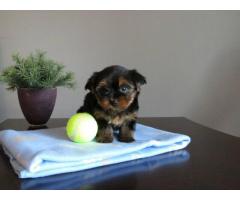 Teacup Yorkie puppies for sale