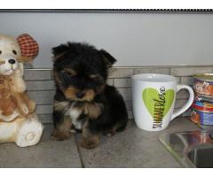 Teacup Yorkie puppies for sale