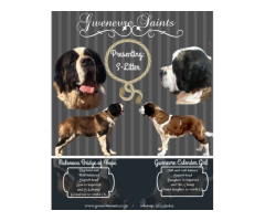 Top Quality St.Bernard puppies for sale
