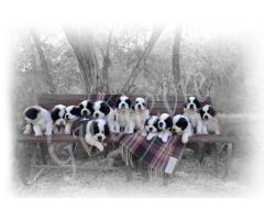 Top Quality St.Bernard puppies for sale