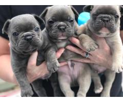 FRENCH BULLDOG PUPPIES FOR SALE