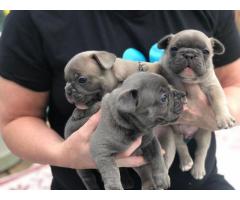 FRENCH BULLDOG PUPPIES FOR SALE