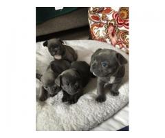 FRENCH BULLDOG PUPPIES FOR SALE