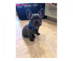 FRENCH BULLDOG PUPPIES FOR SALE