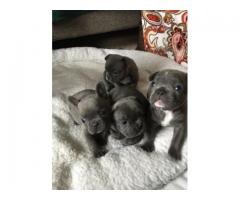 FRENCH BULLDOG PUPPIES FOR SALE