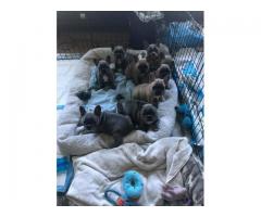 FRENCH BULLDOG PUPPIES FOR SALE