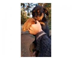 6 Male Rottweiler Puppies for sale