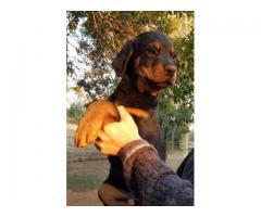 6 Male Rottweiler Puppies for sale