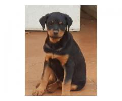 6 Male Rottweiler Puppies for sale