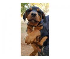 6 Male Rottweiler Puppies for sale