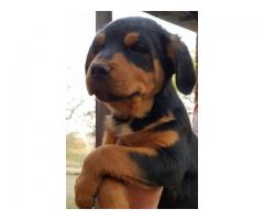 6 Male Rottweiler Puppies for sale