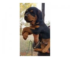 6 Male Rottweiler Puppies for sale