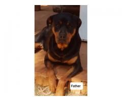 6 Male Rottweiler Puppies for sale