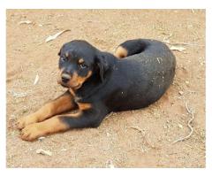 6 Male Rottweiler Puppies for sale