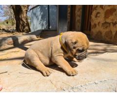 6 Beautiful boerboel puppies from Champion bloodlines for sale