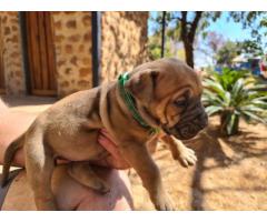 6 Beautiful boerboel puppies from Champion bloodlines for sale