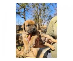 6 Beautiful boerboel puppies from Champion bloodlines for sale