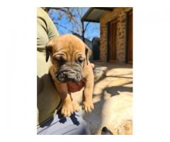 6 Beautiful boerboel puppies from Champion bloodlines for sale
