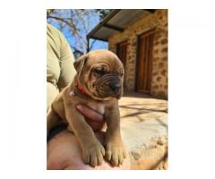 6 Beautiful boerboel puppies from Champion bloodlines for sale