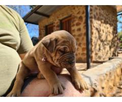 6 Beautiful boerboel puppies from Champion bloodlines for sale