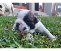 7 x English Bulldog puppies for sale (Kusa Registered)