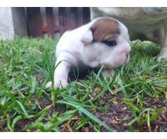 7 x English Bulldog puppies for sale (Kusa Registered)