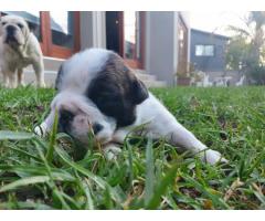 7 x English Bulldog puppies for sale (Kusa Registered)