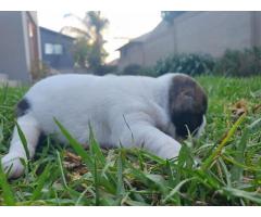 7 x English Bulldog puppies for sale (Kusa Registered)