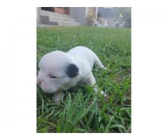 7 x English Bulldog puppies for sale (Kusa Registered)