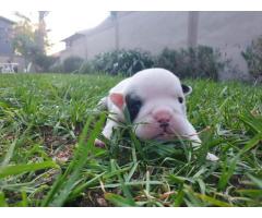 7 x English Bulldog puppies for sale (Kusa Registered)