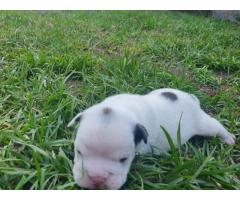 7 x English Bulldog puppies for sale (Kusa Registered)