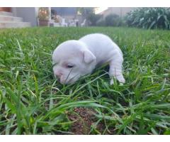 7 x English Bulldog puppies for sale (Kusa Registered)