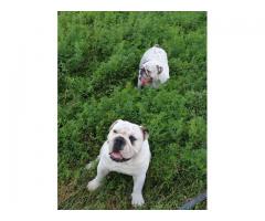 7 x English Bulldog puppies for sale (Kusa Registered)