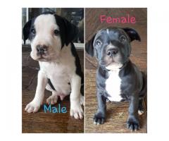 2 x Pure breed Pitbull puppies for sale