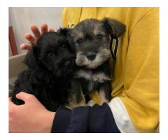 Pure bred miniature schnauzer puppies available