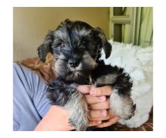 Pure bred miniature schnauzer puppies available