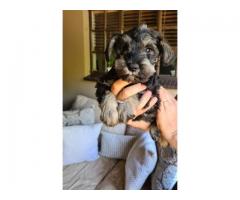 Pure bred miniature schnauzer puppies available