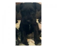 Pure bred miniature schnauzer puppies available