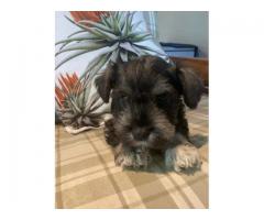 Pure bred miniature schnauzer puppies available