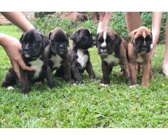 Beautiful registered boxer puppies for sale - SOLD