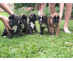 Beautiful registered boxer puppies for sale - SOLD