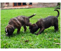Beautiful registered boxer puppies for sale - SOLD